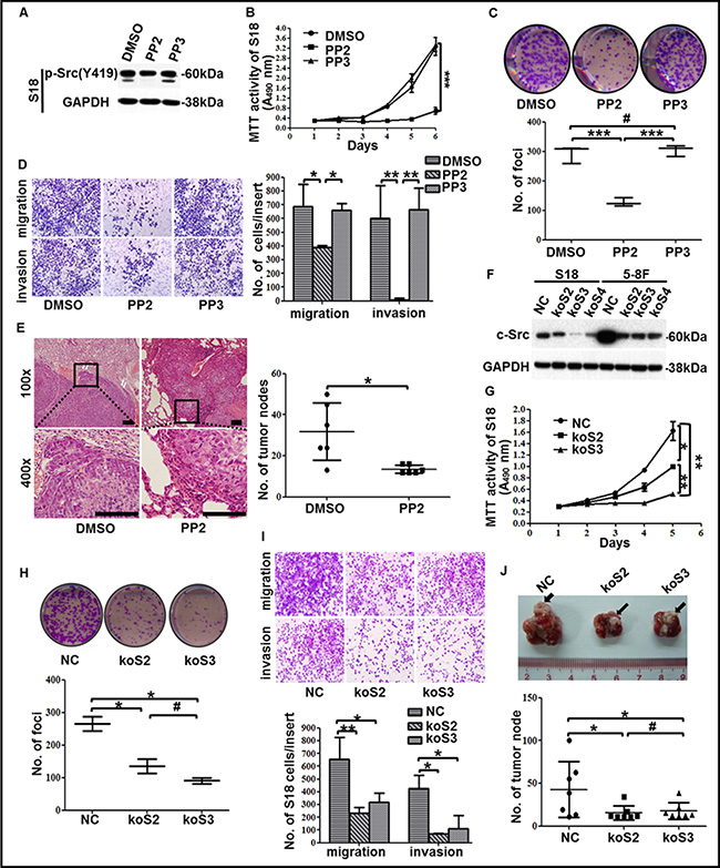 The suppression of c-Src activation or expression in high-metastasis clones inhibited malignancies of NPC.