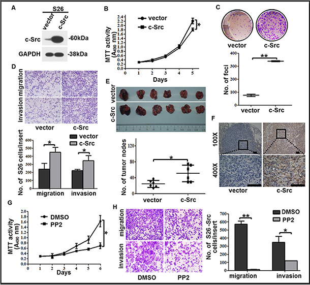 c-Src overexpression increased the proliferation, colony formation, migration and invasion capabilities of the low-metastasis clone S26.