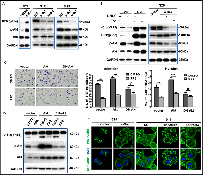 p-Src (Y419) up-regulated the migration and invasion abilities of NPC cells via PI3K/Akt pathway.