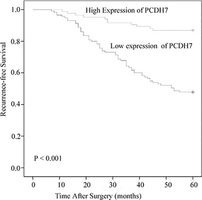Associations between PCDH7 expression and recurrence-free survival of NMIBC patients.
