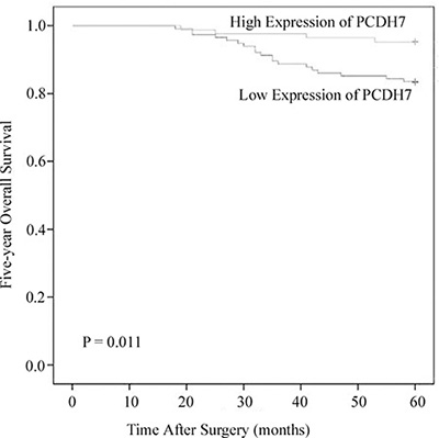 Associations between PCDH7 expression and five-year overall survival of NMIBC patients.