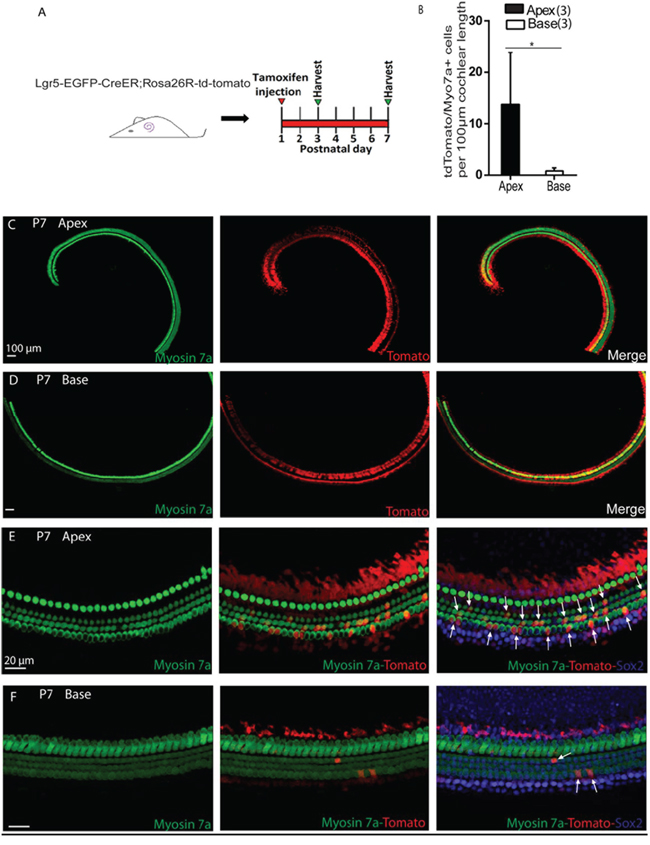 In vivo lineage tracing of Lgr5+ cells in the apical and basal turns of the postnatal cochlea.