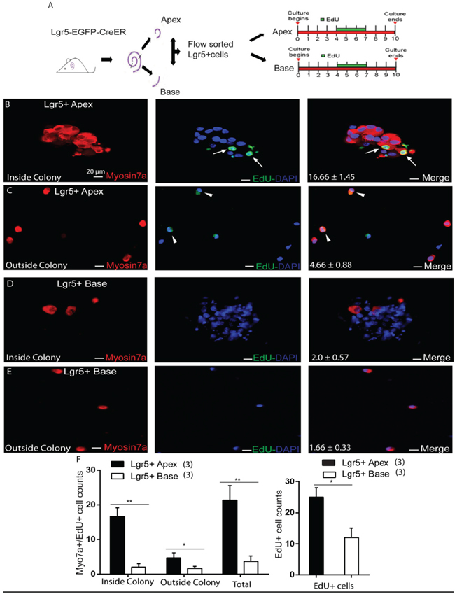 EdU labeling measures the proliferation ability of Lgr5+ cells from the apex and the base.