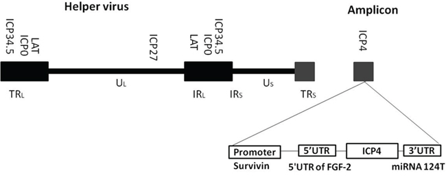 Schematic diagram of cancer-specific triple-regulated HSV-1 amplicon virus (SU4-124 HSV-1).