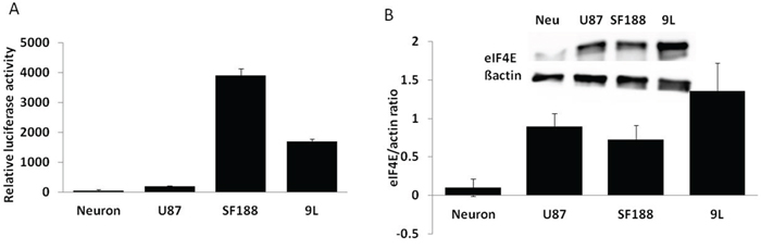 Survivin and eIF4E expression in different cells.