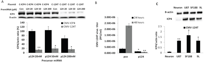 miRNA 124 prevents CMV-124T HSV-1 virus replication.