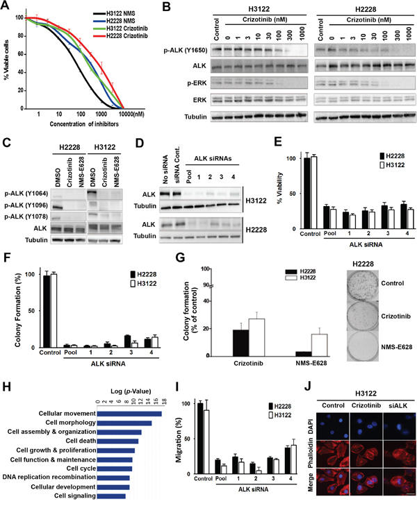 Effects of ALK inhibition in the EML4-ALK-positive NSCLC cells.