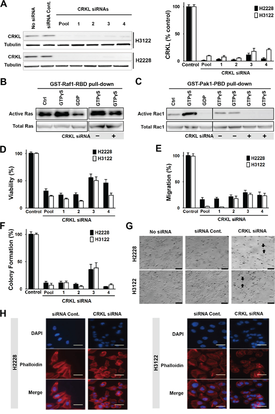 CRKL mediates ALK signaling and regulates cytoskeleton, cell migration and survival.