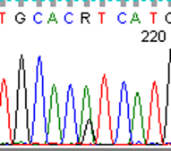 Lesion 1 (a) had a gain of function PIK3CA H1047R mutation while lesion 2 (b), lesion 3 (c), and normal tissue (d) were wild type for PIK3CA.