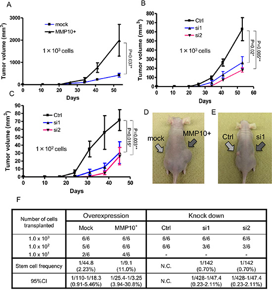 Tumorigenicity in vivo xenograft and limiting dilution assay.