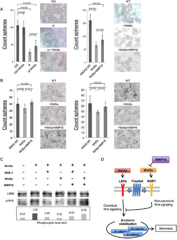 MMP10 activate canonical Wnt signaling by inhibition of noncanonical Wnt signaling ligand Wnt5a.