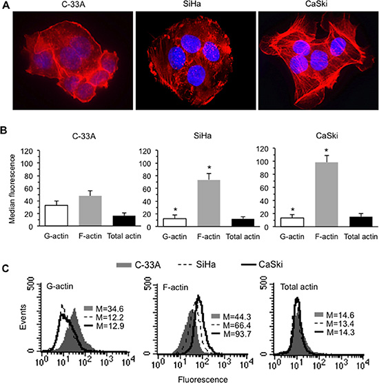 HPV16 DNA expression and actin cytoskeleton remodeling in CC cells.