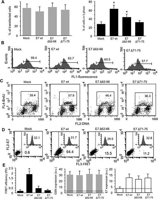Effects of transduced E7 in HPV-16-null C-33A CC cells.
