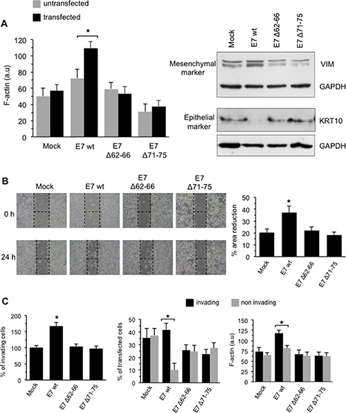 Effects of transduced E7 in HPV-16-null C-33A CC cells.