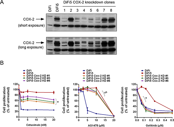 Knockdown of COX-2 differentially resensitizes DiF5 cells to treatment with cetuximab, AG1478, or gefitinib.
