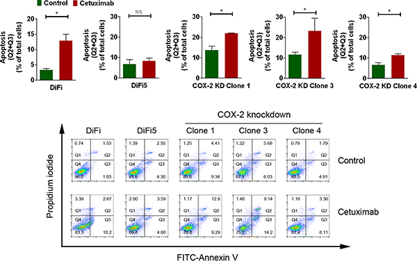 Knockdown of COX-2 partially resensitizes DiFi5 cells to cetuximab via induction of apoptosis.