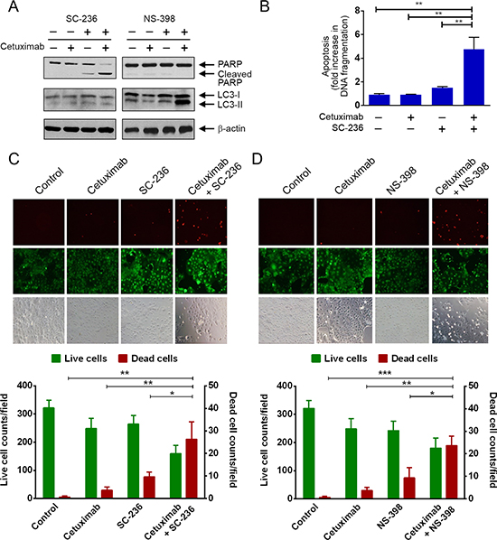 Pharmacological inhibition of COX-2 enzyme activity sensitizes Caco2 colorectal cancer cells to cetuximab via induction of apoptosis or autophagy.