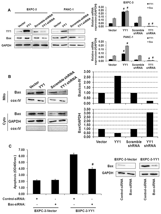 Activation of Bax correlates with apoptosis induced by YY1 overexpression.