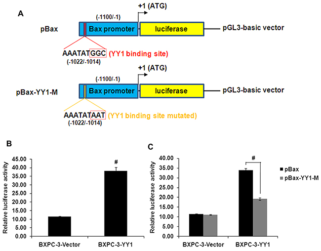 YY1 overexpression increases Bax promoter activity through binding to the presumed YY1 binding site.