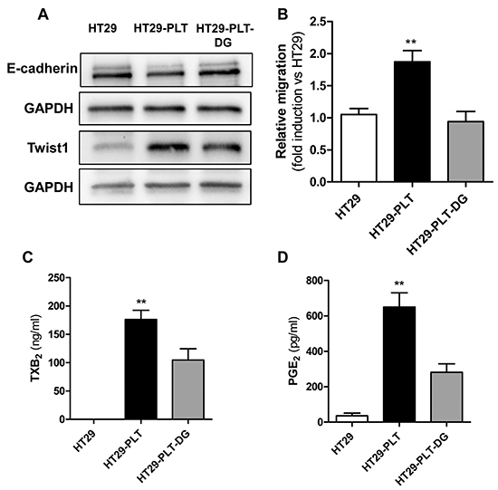 Blockage of EP3 affects EMT and migration in platelet-HT29 cell cocultures.