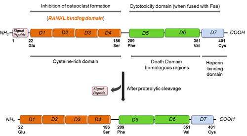 Molecular structure of OPG highlighting its different binding and functional domains.