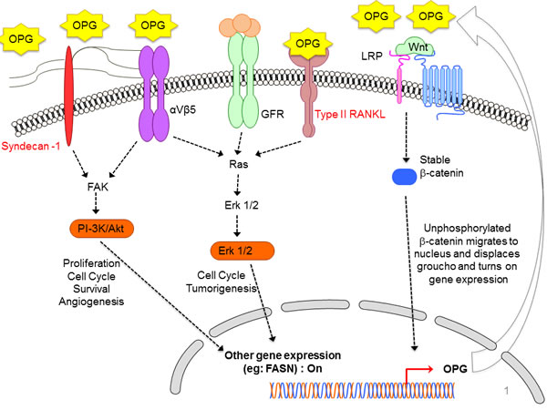 Schematic diagram depicting the diverse signaling pathways that are triggered or modulated by OPG.