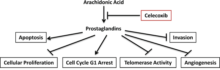 Schematic presentation of the action of celecoxib in ovarian cancer.