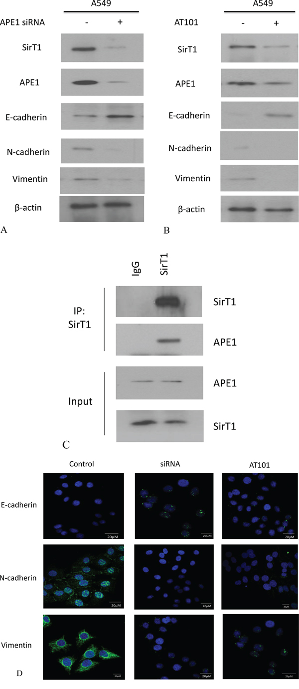 APE1 expression was inhibited by siRNA or AT101 to suppress EMT in NSCLC in vitro.