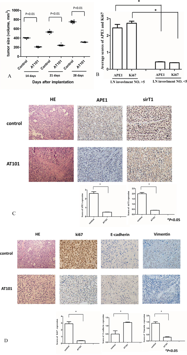 Tumor growth was inhibited by APE1 inhibitor-AT101 in vivo.