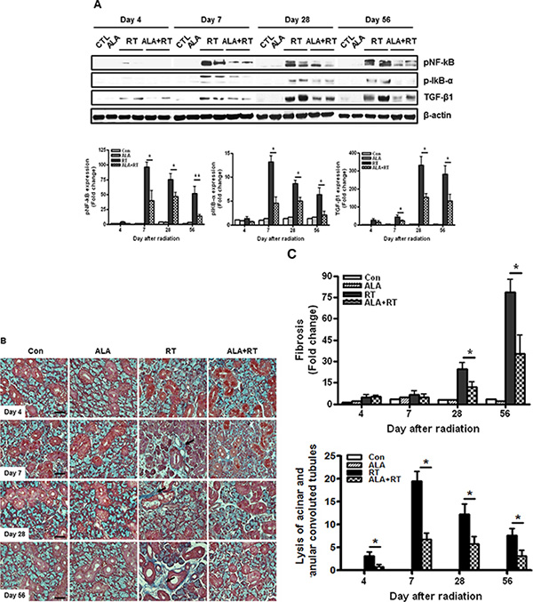 ALA inhibits radiation-induced inflammation and fibrotic changes in the salivary gland.