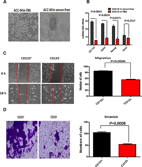 CD133+ cancer stem-like cells promoted ACC migration and invasion.