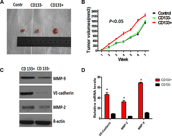 CD133+ cancer-like cells promoted the expression of VE-cadherin, MMP-2 and MMP-9, and enhanced VM- like channel formation.