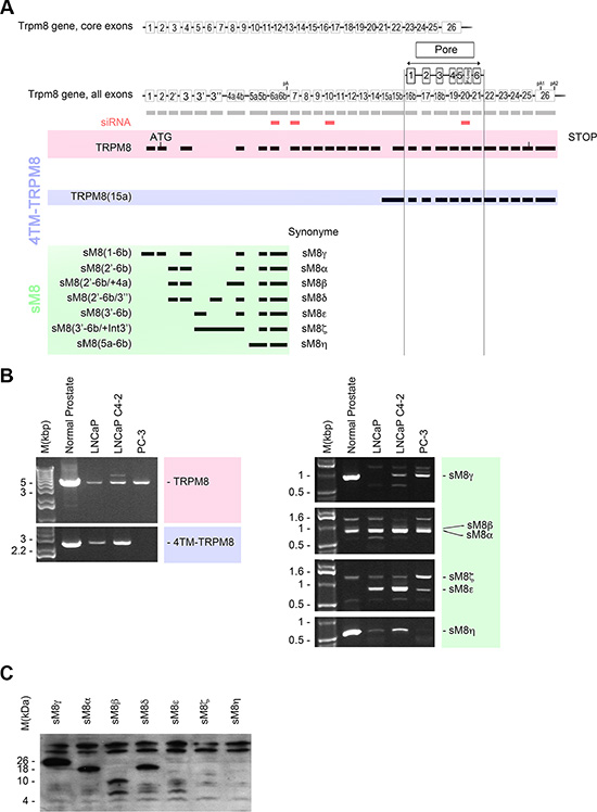 Trpm8 gene encodes 5 alternate TRPM8 mRNA and 2 splice variants in human prostate.