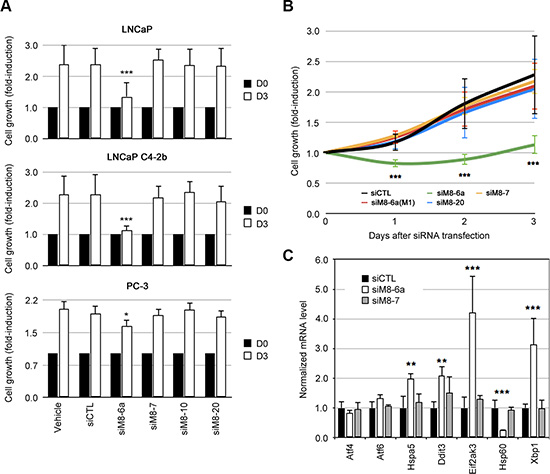 Silencing of sM8 isoforms reduces cell growth of prostate cancer cell lines and triggers stress in endoplasmic reticulum.