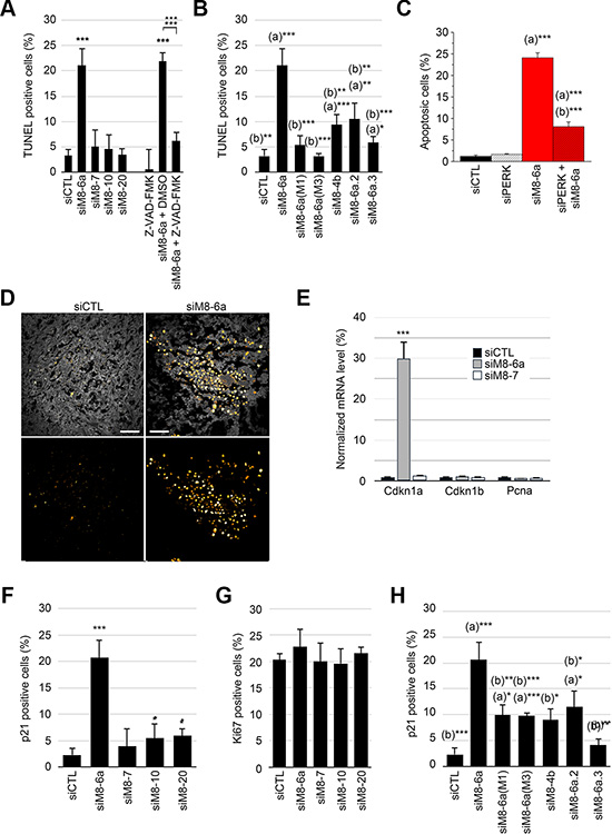 Silencing of sM8 isoforms induces apoptosis and increases p21 positive cell population of prostate cancer cells.