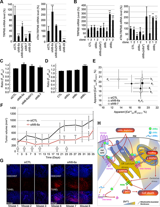 sM8 isoforms participate to the regulation of the level of expression of TRPM8 proteins and to Ca2+ concentration in both ER and mitochondria.