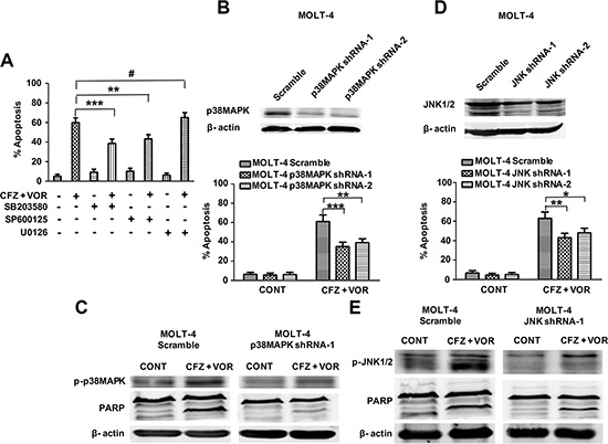 The activation of p38MAPK and JNK contribute to carfilzomib and vorinostat-induced apoptosis.