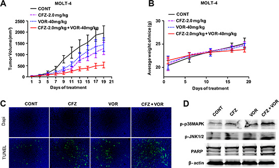 The combination of carfilzomib with vorinostat inhibits tumor growth in a human xenograft model.