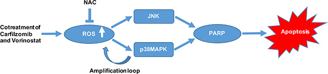 A schematic diagram showing the molecular mechanisms of apoptosis induction by carfilzomib and vorinostat in T-cell leukemia/lymphoma cells.