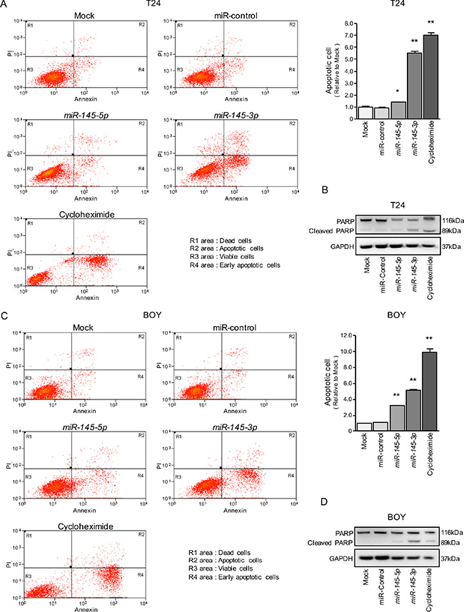 Effects of miR-145-5p and miR-145-3p on apoptosis.