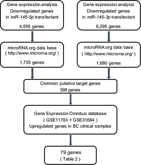 Flow chart illustrates the strategy for analysis of miR-145-5p and miR-145-3p target genes.