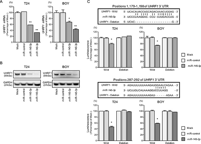 Direct regulation of UHRF1 by miR-145-5p and miR-145-3p.