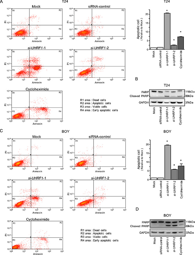 Effects of silencing UHRF1 on apoptosis in BC cell lines.