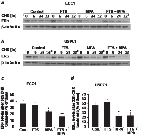 FIGURE 4: MPA increases ER&#945; degradation in ECC1 and USPC1 cell lines.