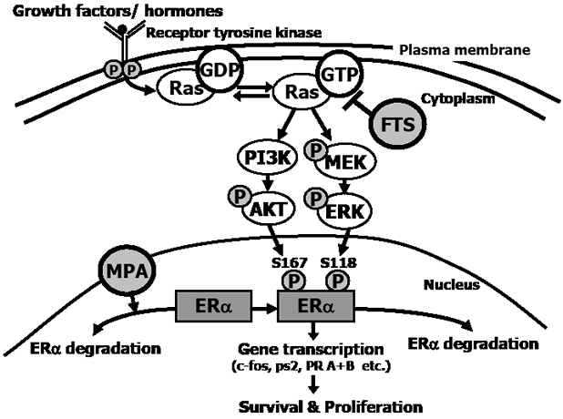 FIGURE 6: Proposed mechanism of the combined action of FTS + MPA on EC cells.