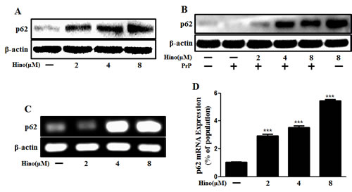 Hinokitiol increases p62/SQSTM1 mRNA and protein levels.