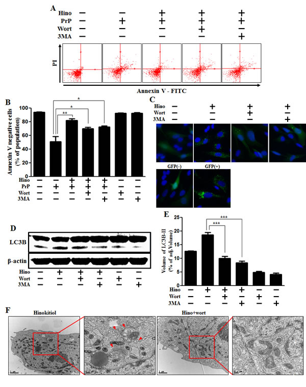 Hinokitiol-induced autophagy has a protective role in neuroblastoma cells.