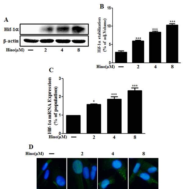 Hinokitiol induces Hif-1&#x3b1; stabilization.