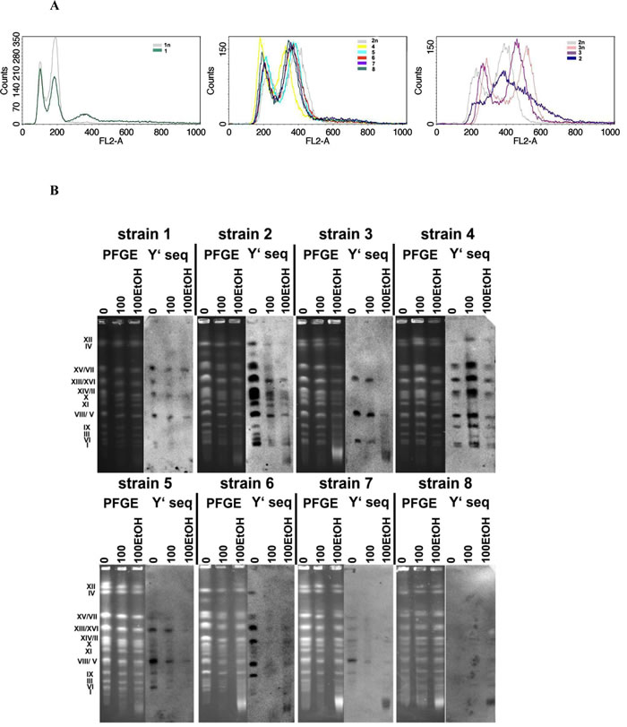 The ploidy analysis (A) and generation- and ethanol-mediated karyotype profiles and telomere status (B).