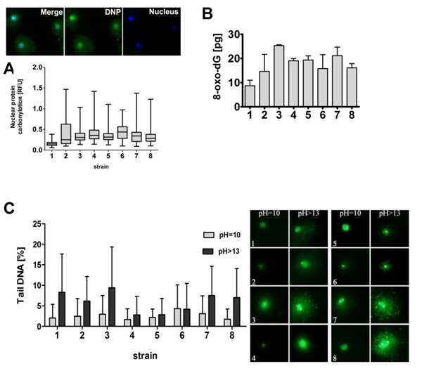 The susceptibility of wine yeast strains to oxidative damage to biomolecules and DNA breaks.